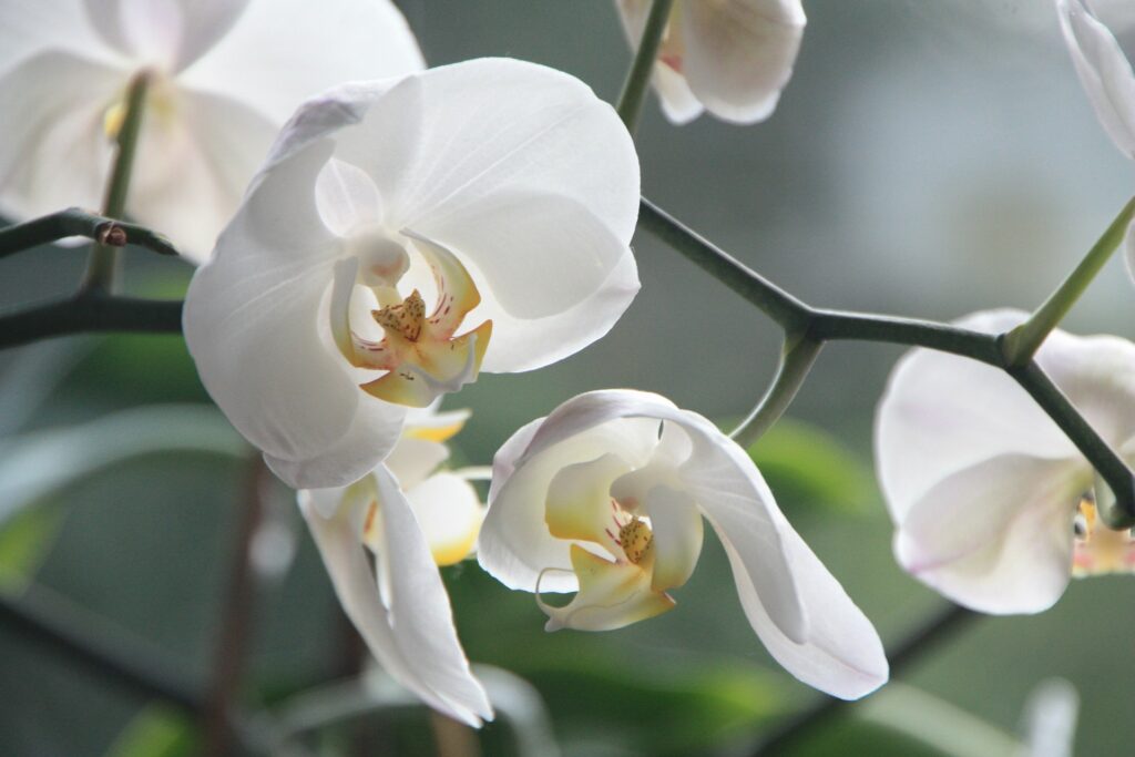 Beautiful white orchid