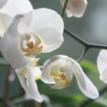 Beautiful white orchid