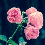 Pink roses against a dark green background